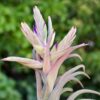 tillandsia seleriana air plants [single plant]