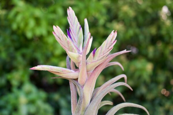 tillandsia seleriana air plants [single plant]
