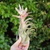 tillandsia seleriana air plants [single plant]