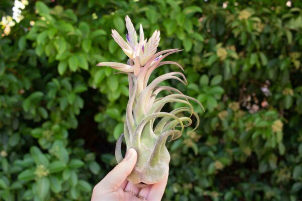 tillandsia seleriana air plants [single plant]