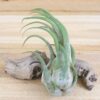 tillandsia seleriana air plants [single plant]
