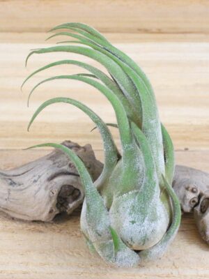 tillandsia seleriana air plants [single plant]