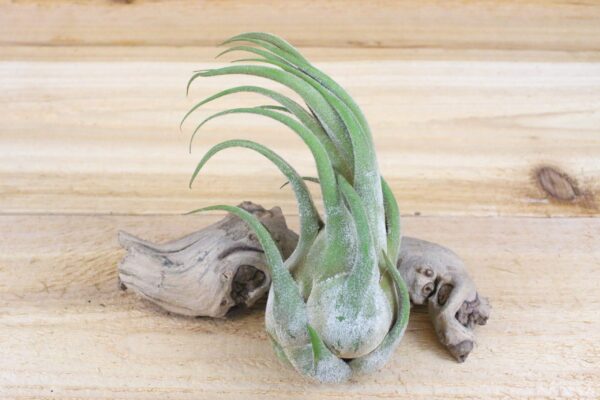 tillandsia seleriana air plants [single plant]