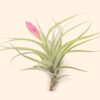 tillandsia stricta 'green' hybrid air plant collector's variety