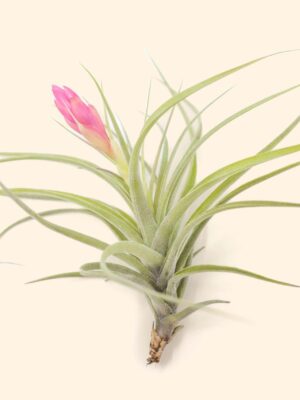 tillandsia stricta 'green' hybrid air plant collector's variety