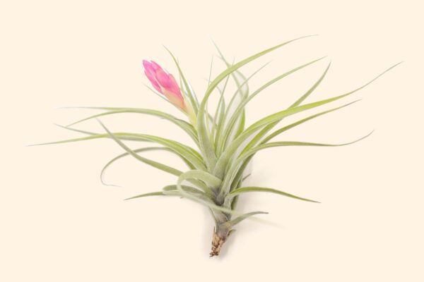 tillandsia stricta 'green' hybrid air plant collector's variety