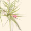 tillandsia stricta 'green' hybrid air plant collector's variety