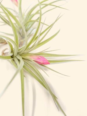 tillandsia stricta 'green' hybrid air plant collector's variety