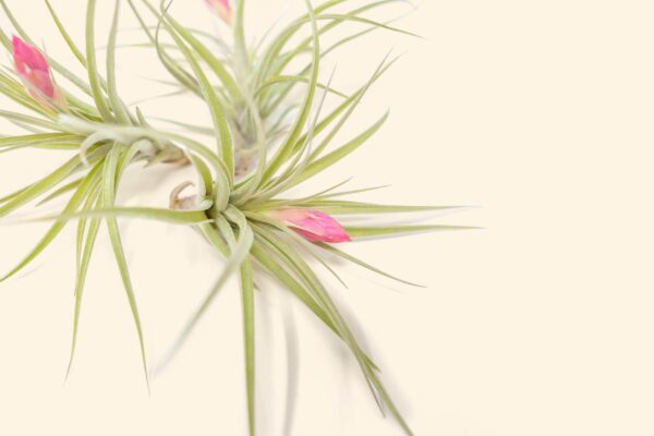 tillandsia stricta 'green' hybrid air plant collector's variety