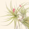 tillandsia stricta 'green' hybrid air plant collector's variety