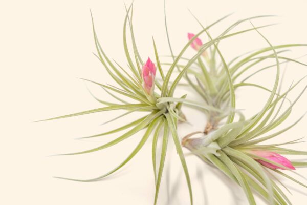 tillandsia stricta 'green' hybrid air plant collector's variety