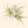 tillandsia stricta 'green' hybrid air plant collector's variety