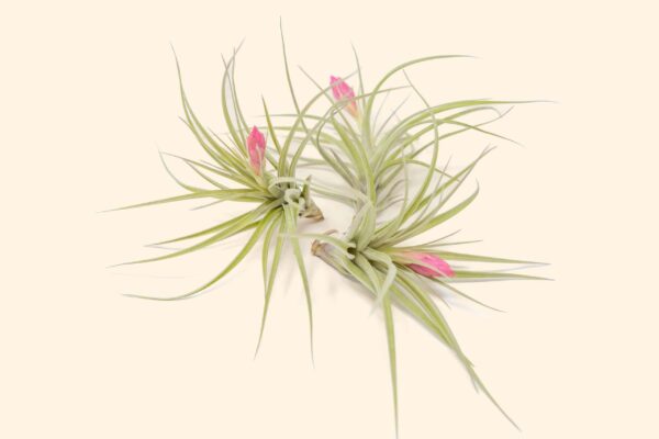 tillandsia stricta 'green' hybrid air plant collector's variety