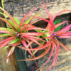 tillandsia abdita air plants [1, 3 or 5 pack]
