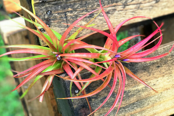 tillandsia abdita air plants [1, 3 or 5 pack]